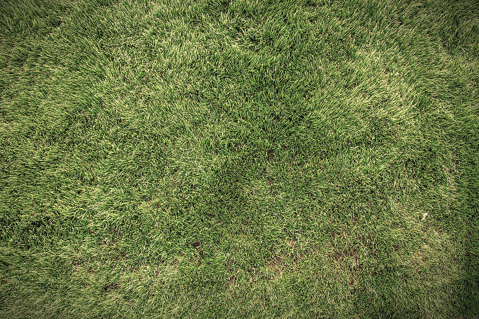 green-grass-natural-background-texture-2021-08-29-06-51-48-utc_edited.jpg